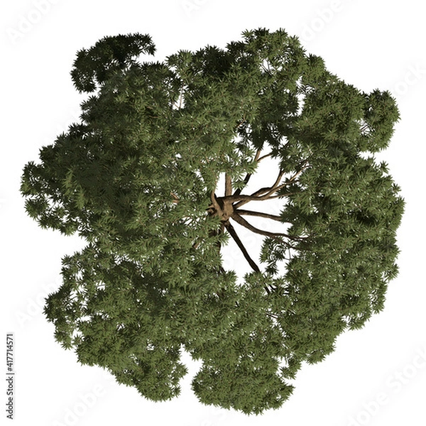 Fototapeta VEGETATION TOP VIEW - TREES AND BUSHES IN PLAN