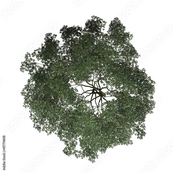 Fototapeta VEGETATION TOP VIEW - TREES AND BUSHES IN PLAN