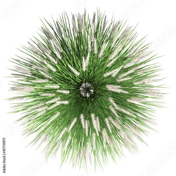 Fototapeta VEGETATION TOP VIEW - TREES AND BUSHES IN PLAN