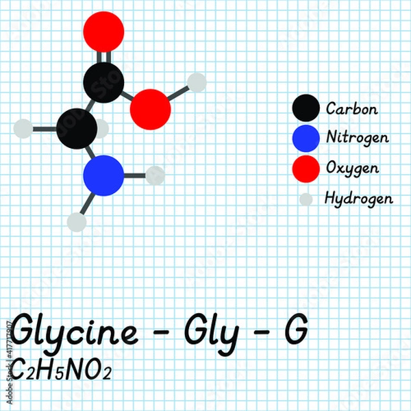 Fototapeta Glycine - Gly - G - Amino Acid molecular formula and chemical structure. 2D Ball and stick model on school paper sheet background. EPS10
