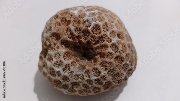 Fototapeta egg on a white