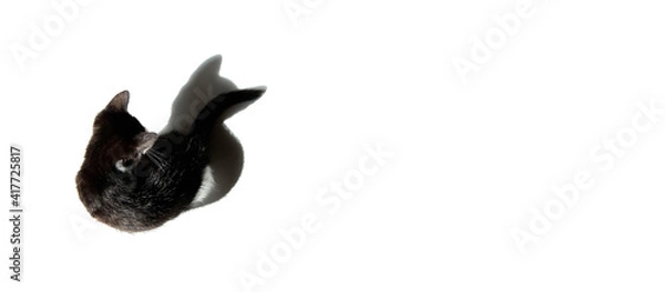 Fototapeta Defocused image of black kitten sitting and looking on his shadow isolated on white background, top view, horizontal banner. Pets, animals, advertising concept. 