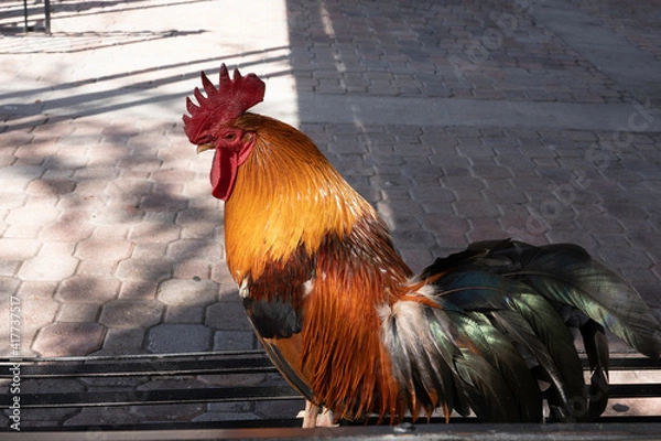 Obraz Park Bench Rooster