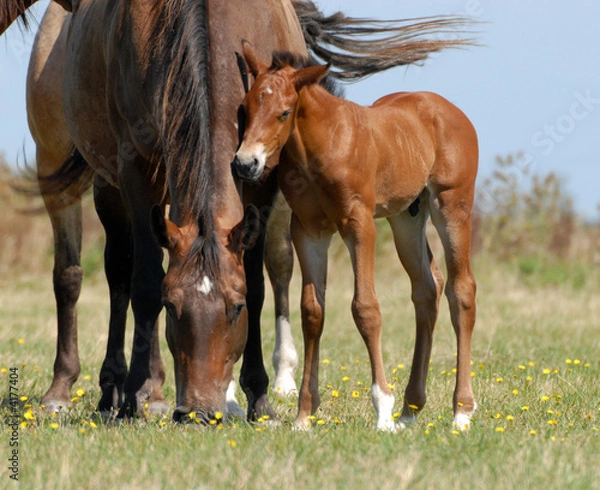 Obraz jeune poulain et sa mère 