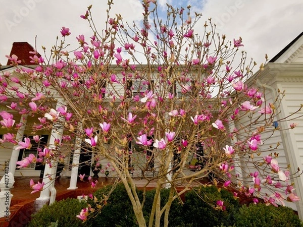 Obraz Magnolia, Jane's
