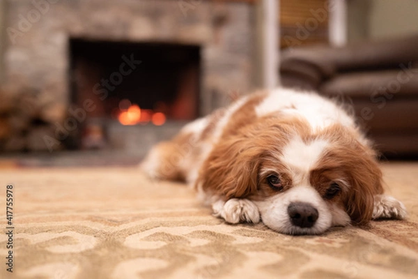 Obraz Spaniel by the fireplace