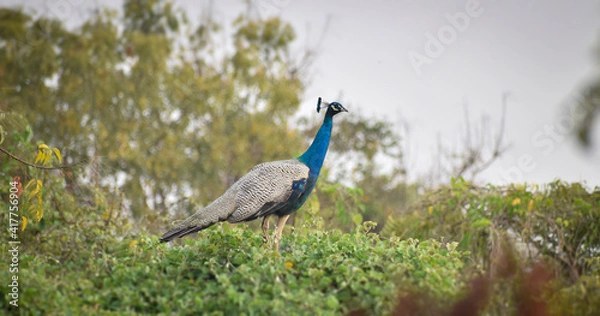 Fototapeta peacock in the tree