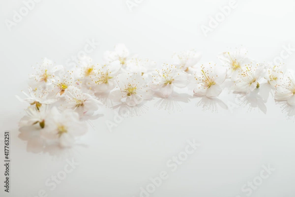 Fototapeta 桜の花びら