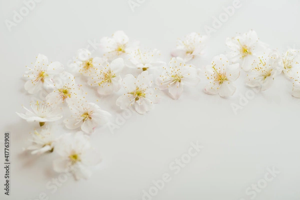 Fototapeta 桜の花びら