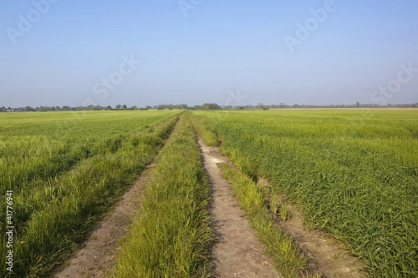 Fototapeta barley fields