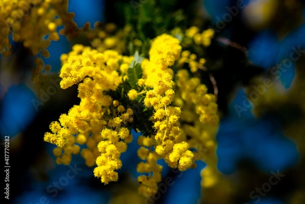 Fototapeta 大神のミモザ