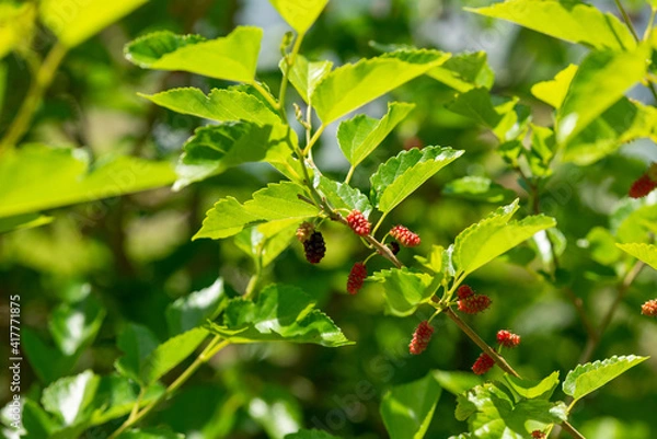 Obraz 桑の実　横