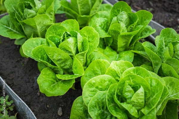 Obraz Fresh organic green cos lettuce growing on a natural farm. Photosynthesis salad vegetables on the soil in the plantation. chlorophyll leaf bio concept.