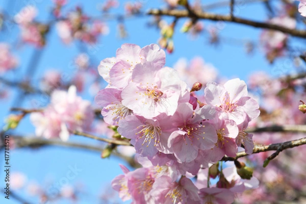 Fototapeta 早咲きの桜
