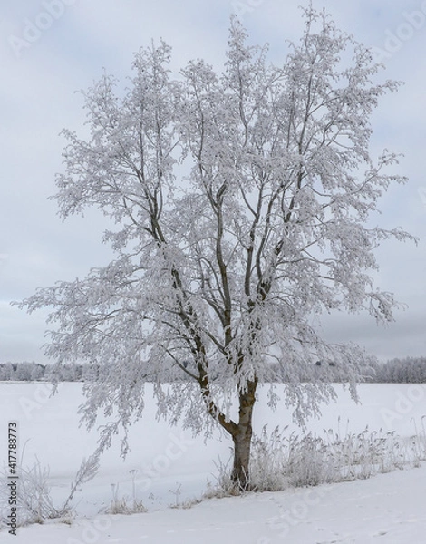 Fototapeta trees turning white in winter due to frost
