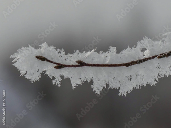 Fototapeta snow ice covered twig