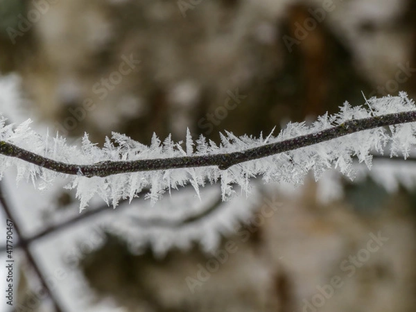 Fototapeta snow ice covered twig