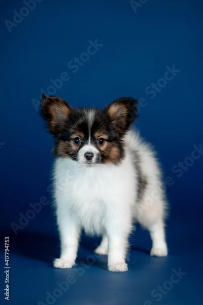 Fototapeta Small puppy of breed Papillon with blue background