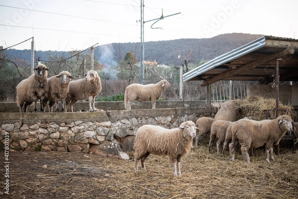 Obraz sheep and lambs