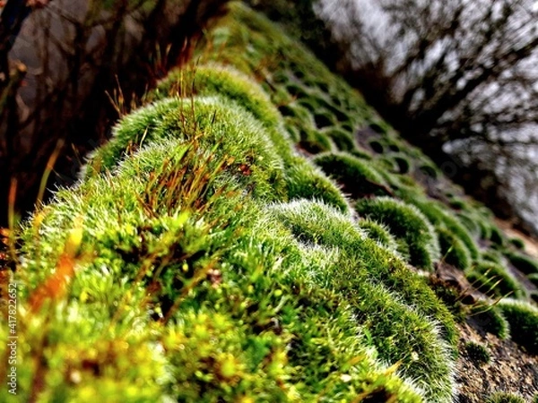 Obraz moss on the tree