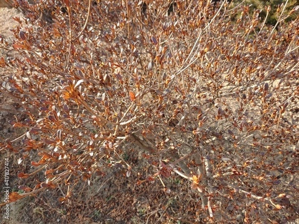 Obraz 새롭게 돋아나는 생명