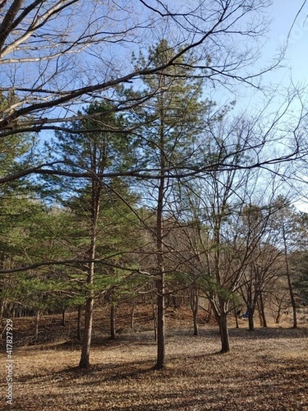 Fototapeta 굳센 나무들