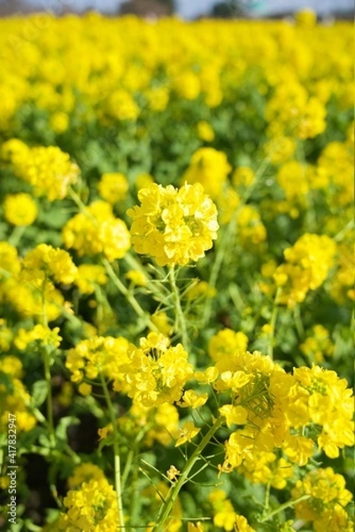 Fototapeta 菜の花