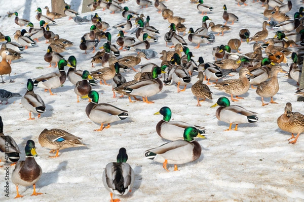 Fototapeta A flock of ducks walking on a snow