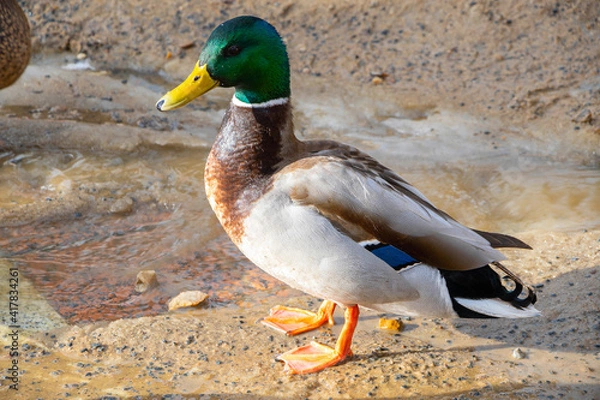 Fototapeta Close up of a mallard drake. Wild duck on a sand