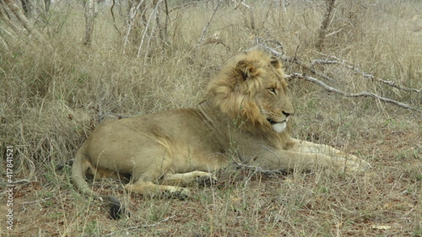 Fototapeta león / lion