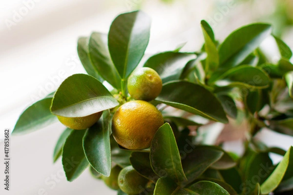 Fototapeta Small fruits like tangerines. plant Calamondin, or citrofortunella. hybrid of a tangerine tree with a kumquat.
