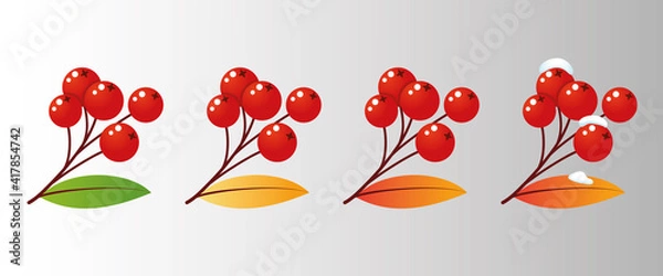 Obraz Four rowan tree branches with leaves and berries for different seasons. Vector illustration mountain ash design