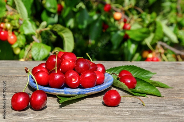 Obraz Sweet cherry berries in a blue plate