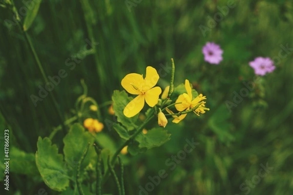 Fototapeta Kaczeńce