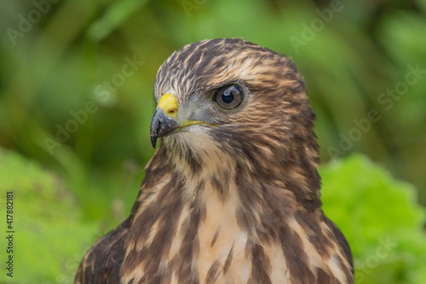 Obraz Wild young Broad-winged Hawk 