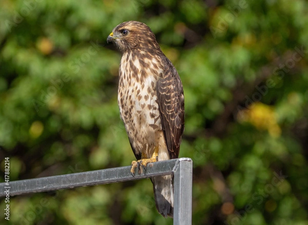 Obraz Wild young Broad-winged Hawk 