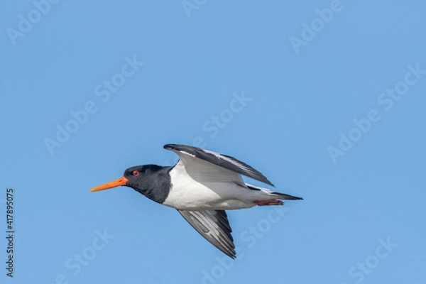 Obraz oyster catcher in flight