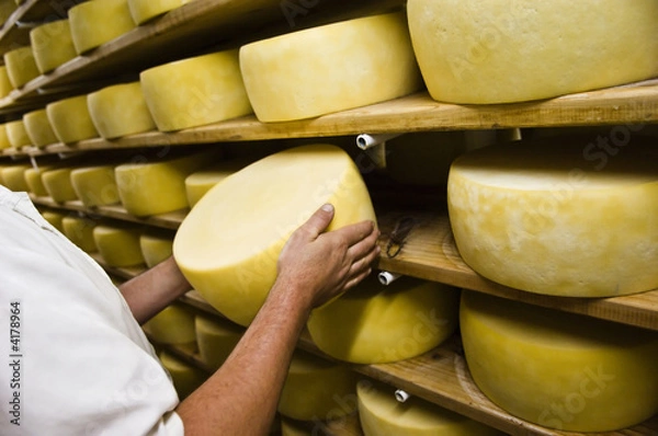 Obraz Man inspecting cheese