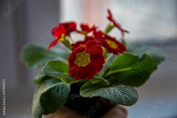 Obraz red flowers with yellow center and green leaves