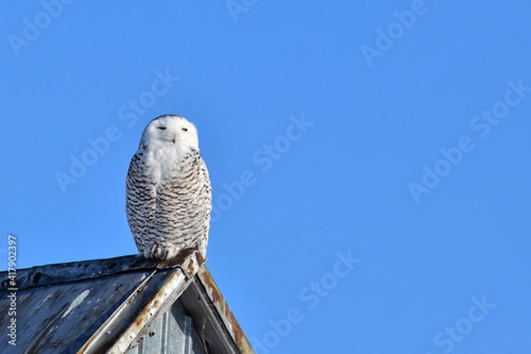 Obraz Snowy owl