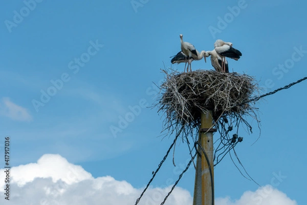 Fototapeta a family of four storks stand on a large nest against a background of blue sky and clouds. A large stork nest on an electric concrete pole. the stork is a symbol of Belarus