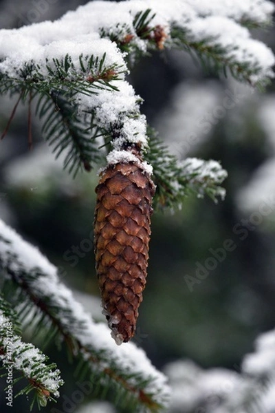 Obraz Szyszka na gałęzi. 