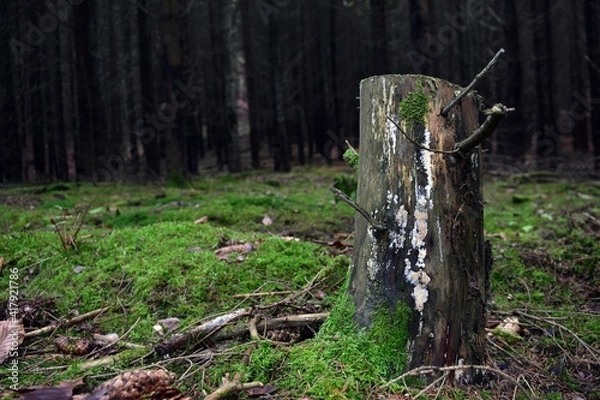 Obraz Wysoki pieniek.