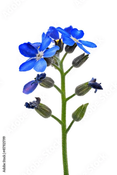 Obraz Vergissmeinnicht Blume
