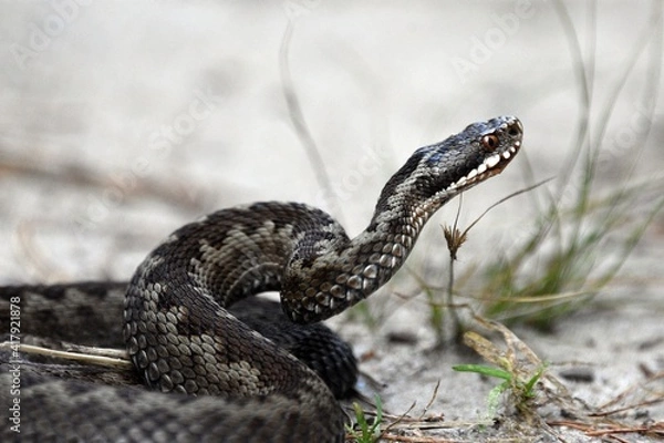 Obraz zmija zygzakowata