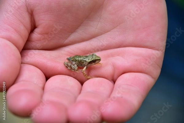 Obraz frog in hand