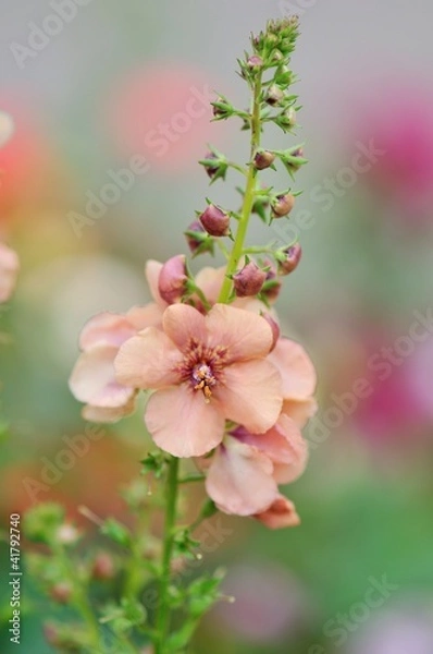 Obraz Verbascum Jackie