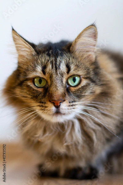 Fototapeta cat close up