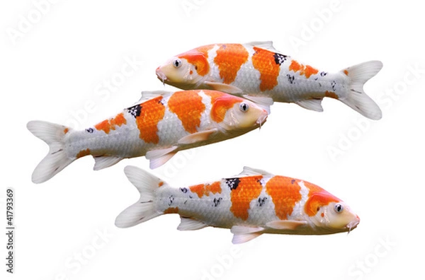 Fototapeta karp ryba koi ryba na białym tle