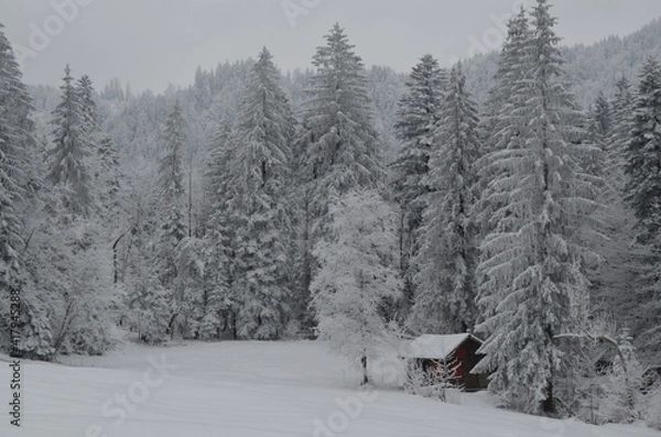 Obraz Verschneiter Wald